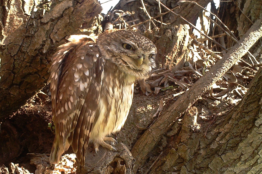 FT0096 Athene coctua (Civetta).jpg